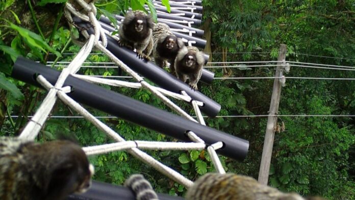 Macacos-prego na passagem aérea instalada sob o Jorto Florestal, em São Paulo, para evitar o atropelamento dos animais que vivem por ali.