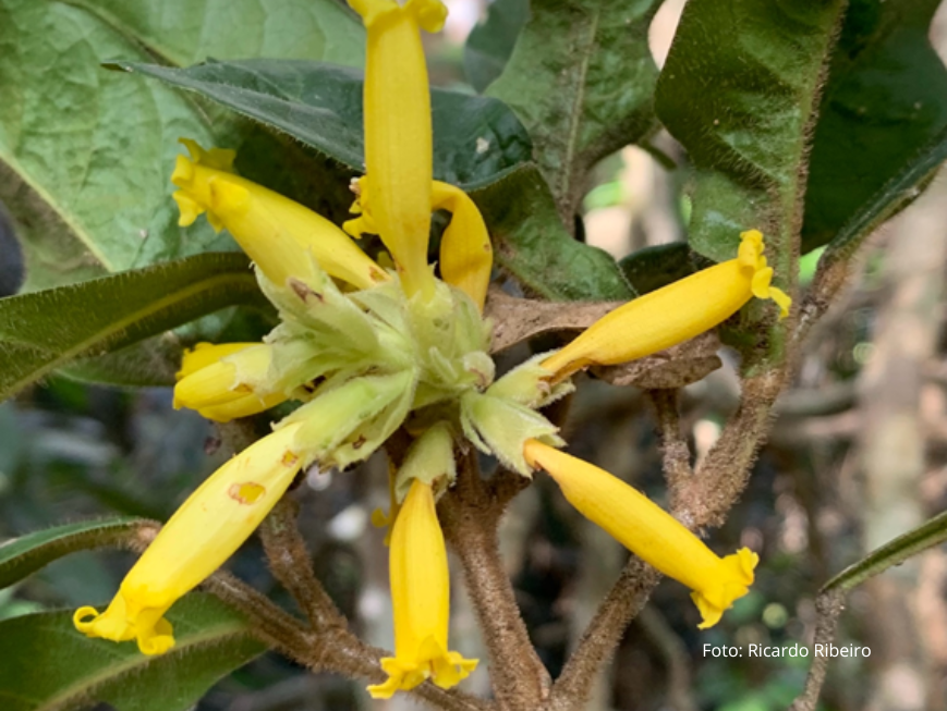 Flores amarelas do cipó 'Adenocalymma darwinii' em meio à vegetação