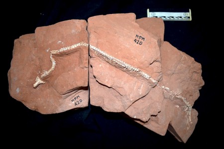 Fóssil de cobra recém-descoberto no Brasil