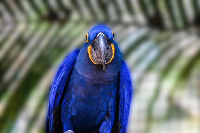 Arara-azul pousada em área natural do Pantanal