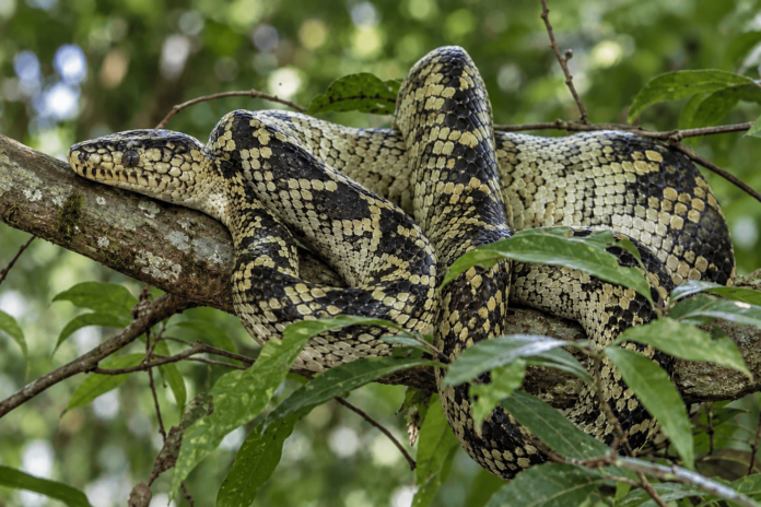 Jiboia-do-ribeira enrolada em galho de árvore na Mata Atlântica